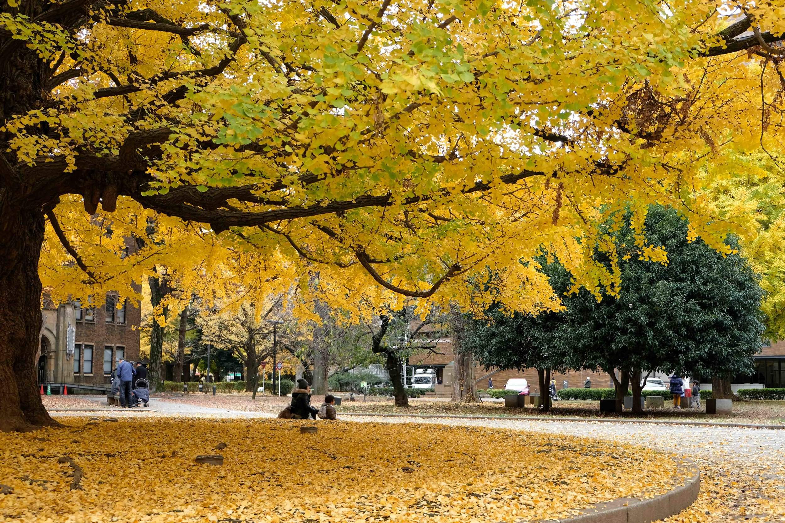 🏯 청정광사(쇼조코지) (유행사(유교지)) 이미지 6